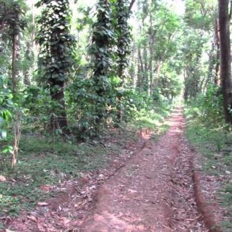 Coffee Garden