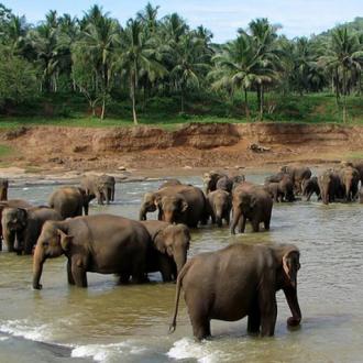 Elephant Reserve Belghar