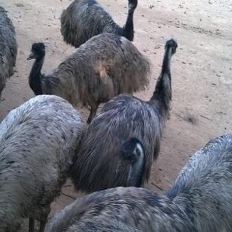 Emu birds sanctuary.