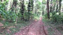 Coffee Garden