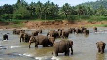 Elephant Reserve Belghar