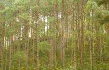 Pine Fores